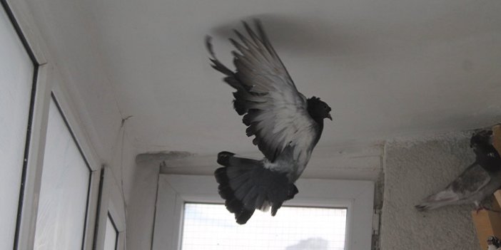 Bayburt'ta bir kuş türü "Türk fısıldayıcısı"