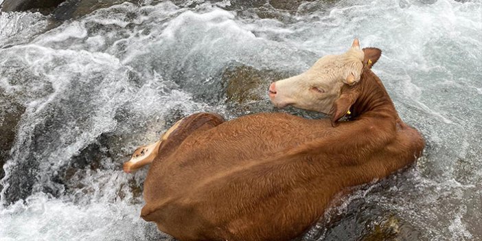 Rize'de dereye düşen inek kurtarıldı! Isınması için ateş yakıldı