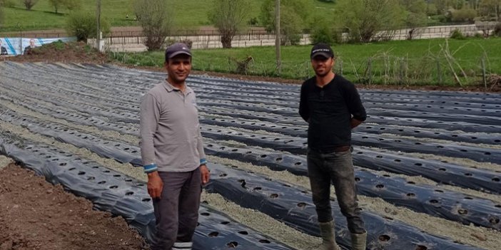 Giresun'da organik çilek tarımı yaygınlaşıyor