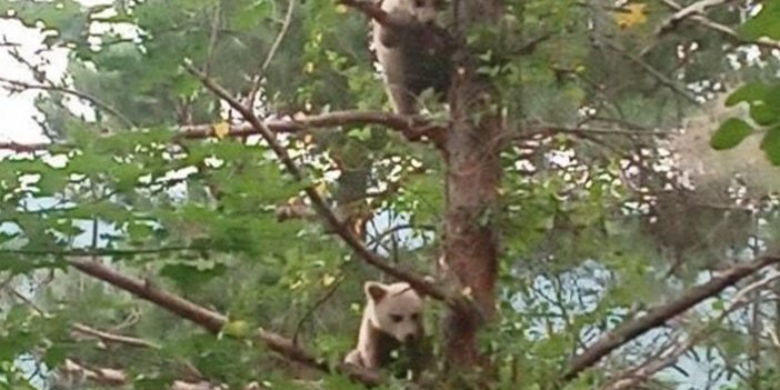 Ağaca çıkan yavru ayılar görenleri gülümsetti