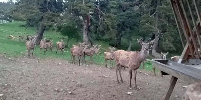8 geyik üretilerek doğaya salındı