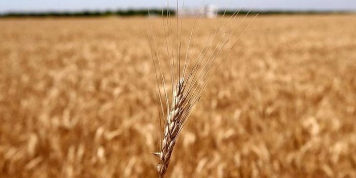 Tahıl koridoru ile buğday fiyatlarının düşmesi bekleniyor