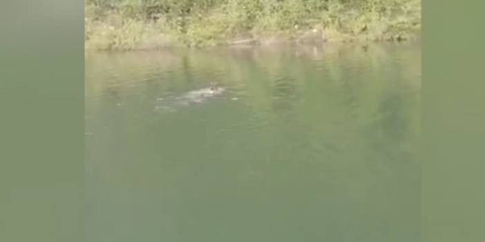 Baraj gölünde yüzen ayı kameralara yansıdı. Video Haber