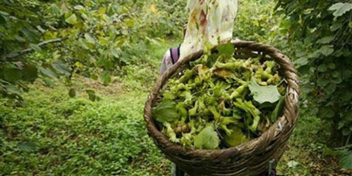 Trabzon'da fındıkta "erken hasat yapılmasın" uyarısı