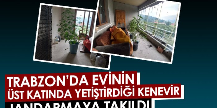 Trabzon'da evinin üst katında yetiştirdiği kenevir jandarmaya takıldı