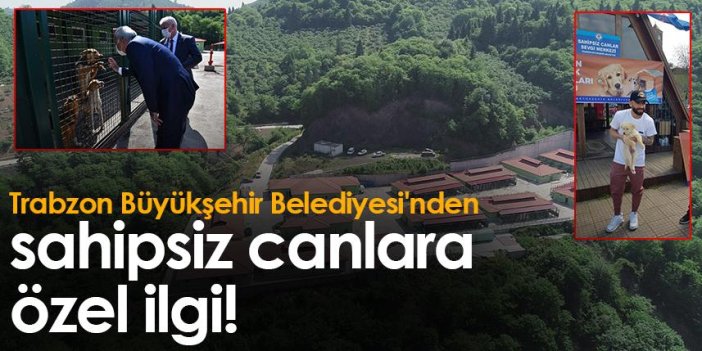 Trabzon Büyükşehir'den, sahipsiz canlara özel ilgi