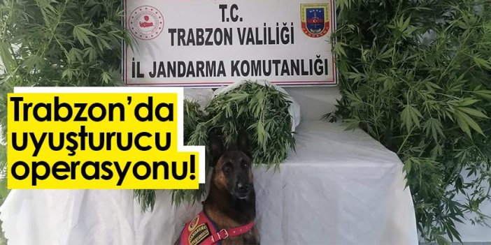Trabzon'da Jandarma’dan Uyuşturucu operasyonu!