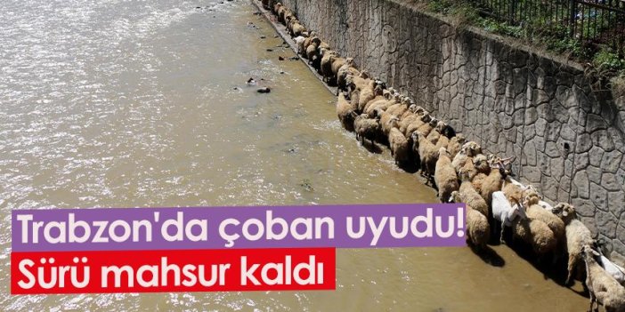 Trabzon'da çoban uyudu! sürü mahsur kaldı
