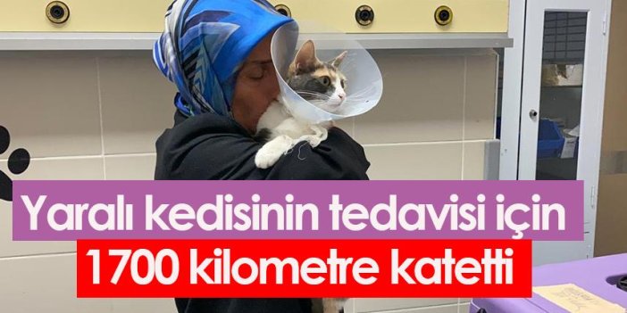 Yaralı kedisinin tedavisi için 1700 kilometre katetti