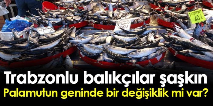 Trabzonlu balıkçılar şaşkın! Palamut Doğu Karadeniz'e hala göç etmedi