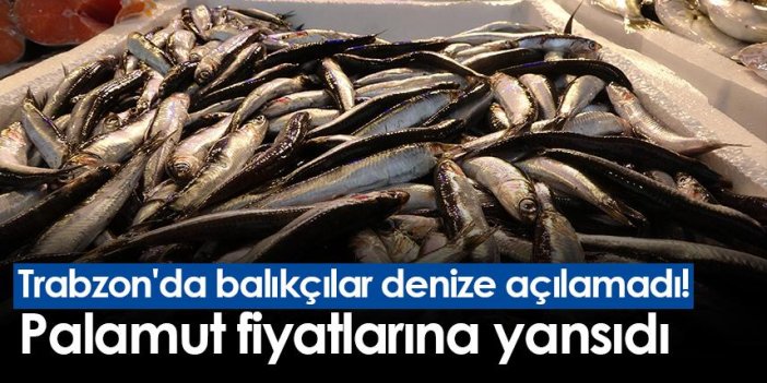 Trabzon'da balıkçılar denize açılamadı! Palamut fiyatlarına yansıdı