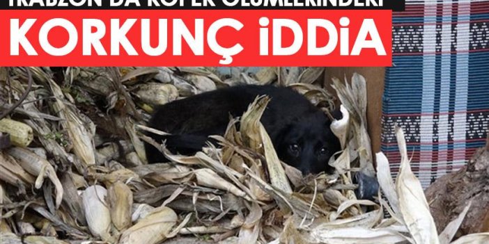Trabzon'da toplu köpek ölümü sonrası korkunç iddia!