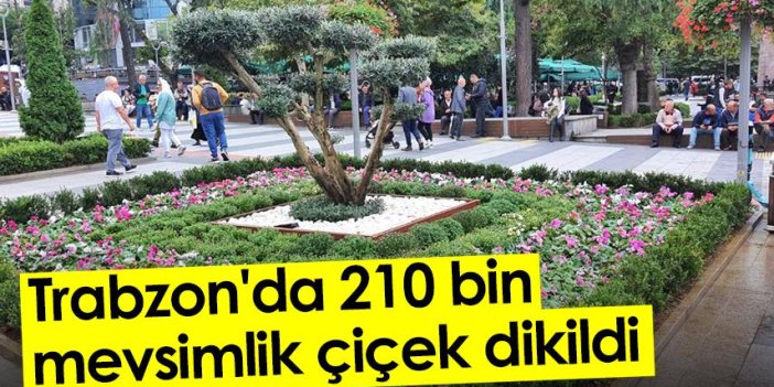 Trabzon'da 210 bin mevsimlik çiçek dikildi
