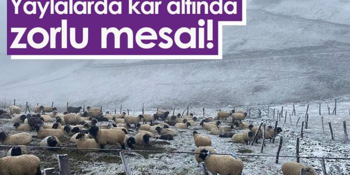 Trabzon'da yaylalarda kar altında zorlu mesai!