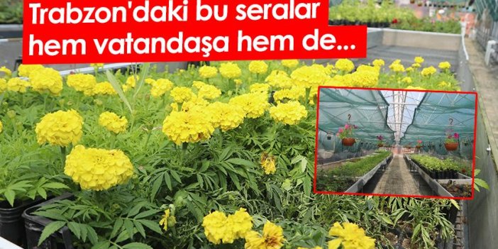 Trabzon'daki bu seralar hem vatandaşa hem de...