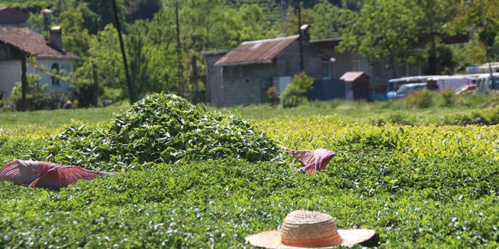 Doğu Karadeniz'in çay tarımından elde ettiği gelir belli oldu!