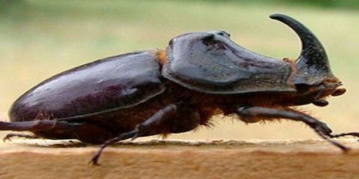 "Bakanlıktan ’Gergedan böceği’ açıklaması"