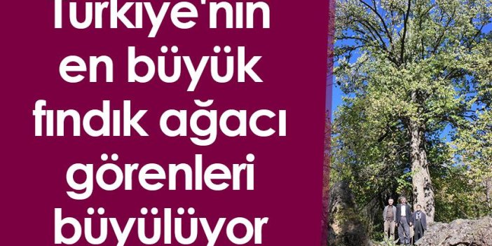 Türkiye'nin en büyük fındık ağacı görenleri büyülüyor