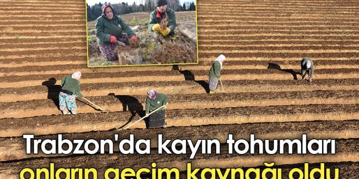 Trabzon'da kayın tohumları onların geçim kaynağı oldu