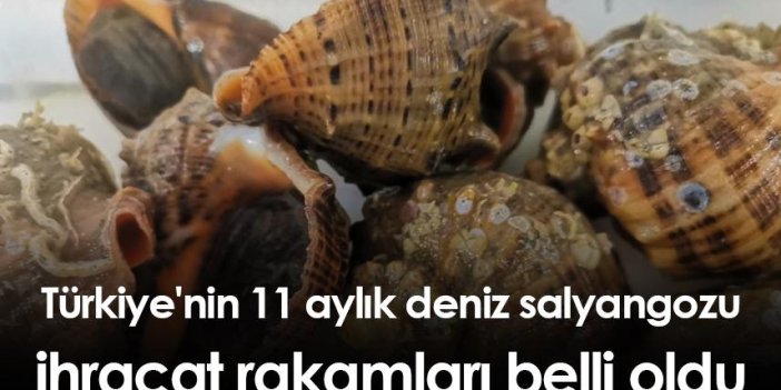 Türkiye'nin 11 aylık deniz salyangozu ihracat rakamları belli oldu