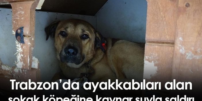 Trabzon’da ayakkabıları alan sokak köpeğine kaynar suyla saldırı