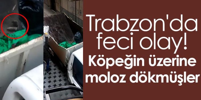 Trabzon'da feci olay! Köpeğin üzerine moloz dökmüşler