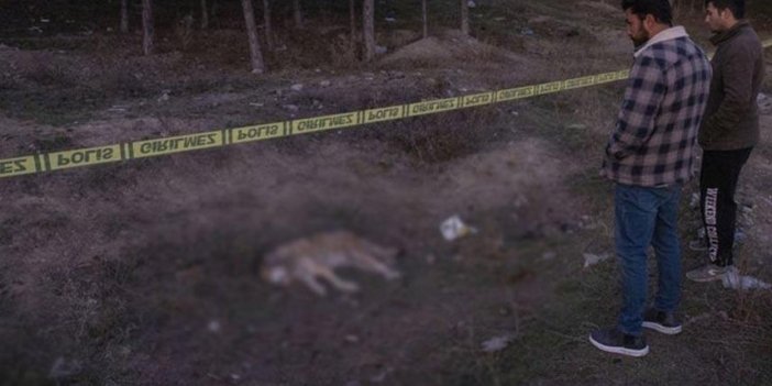 Ankara'da tüfekle vurulmuş 4 köpek ölüsü bulundu