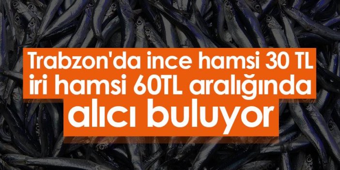 Trabzon'da ince hamsi 30 TL iri hamsi 60TL aralığında alıcı buluyor