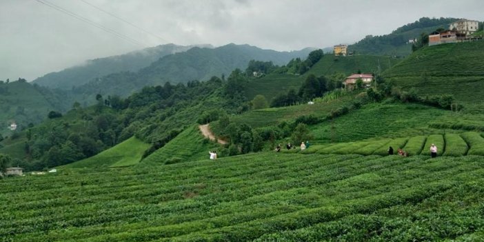 ÇAYSİAD Genel Sekreteri Kar: Raflarda yerli çay hakimiyeti artıyor