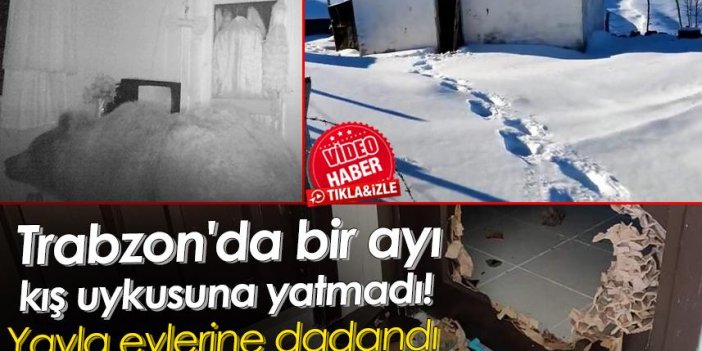 Trabzon'da bir ayı kış uykusuna yatmadı! Yayla evlerine dadandı