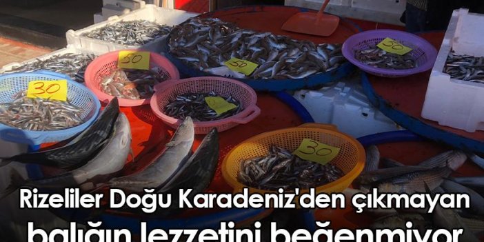 Rizeliler Doğu Karadeniz'den çıkmayan balığın lezzetini beğenmiyor