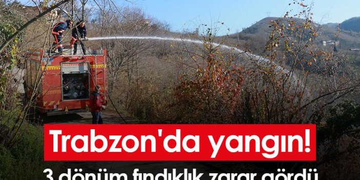 Trabzon'da yangın! 3 dönüm fındıklık zarar gördü