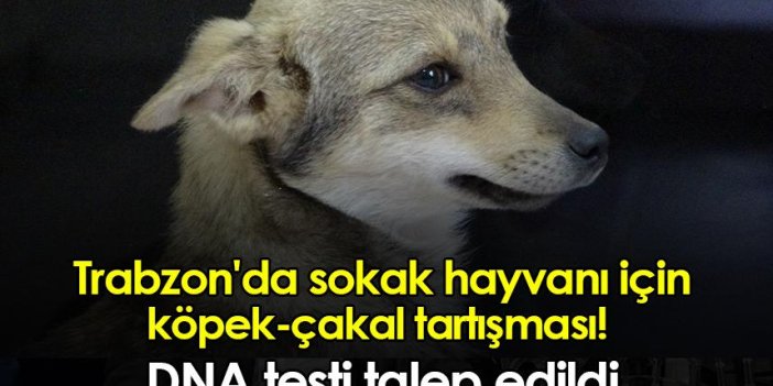 Trabzon'da sokak hayvanı için köpek-çakal tartışması! DNA testi talep edildi