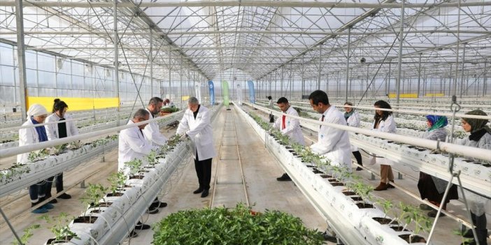 Seracılık Mükemmeliyet Merkezi'nde bu yıl domates üretimi artırılacak