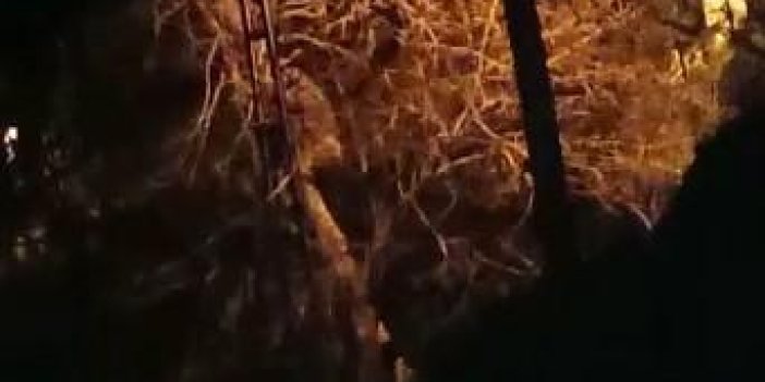 Rize’de aç kalan ayı hurma ağacına çıktı