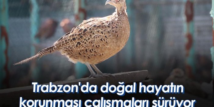 Trabzon'da doğal hayatın korunması çalışmaları sürüyor