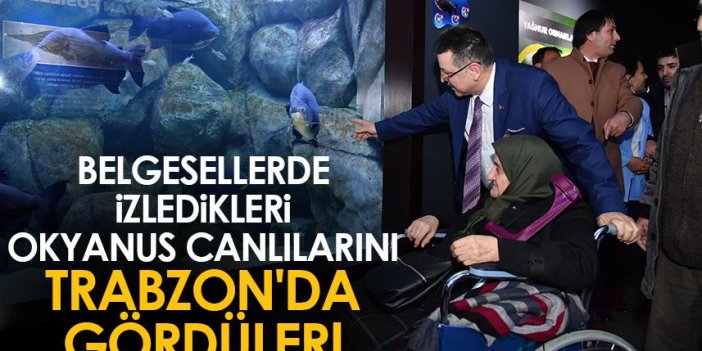 Belgesellerde izledikleri okyanus canlılarını Trabzon'da gördüler!
