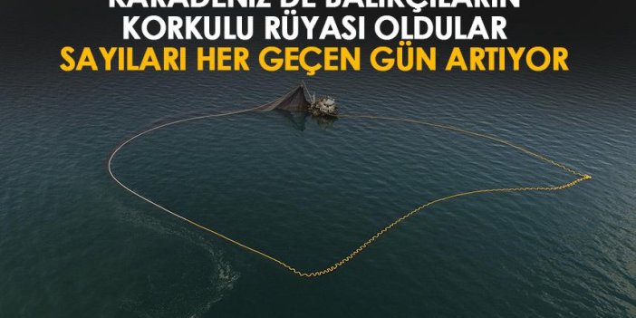 Balıkçıların korkulu rüyası! Karadeniz'de sayıları artıyor