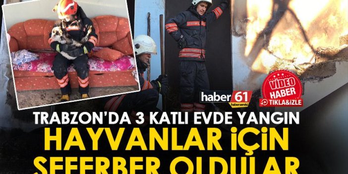 Trabzon’da 3 katlı evde yangın! Hayvanlar için seferber oldular