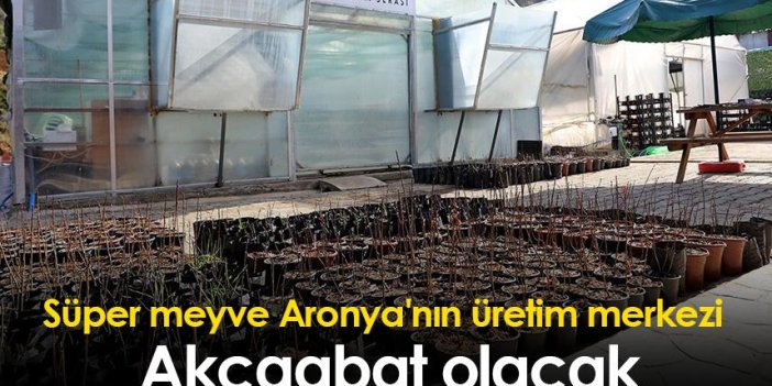 Süper meyve Aronya'nın üretim merkezi Akçaabat olacak
