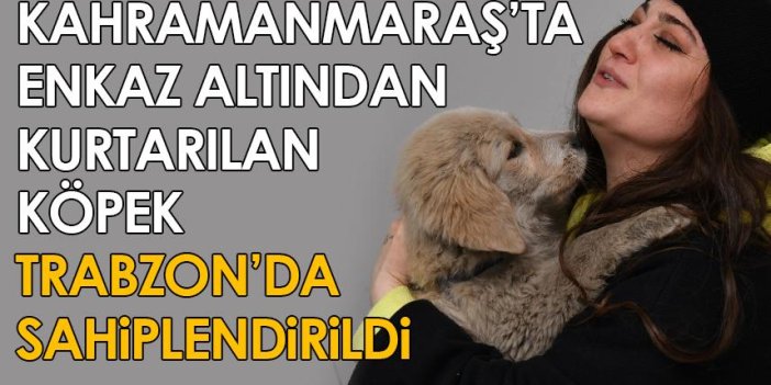 Enkaz altından kurtarılan köpek Trabzon'da sahiplendirildi