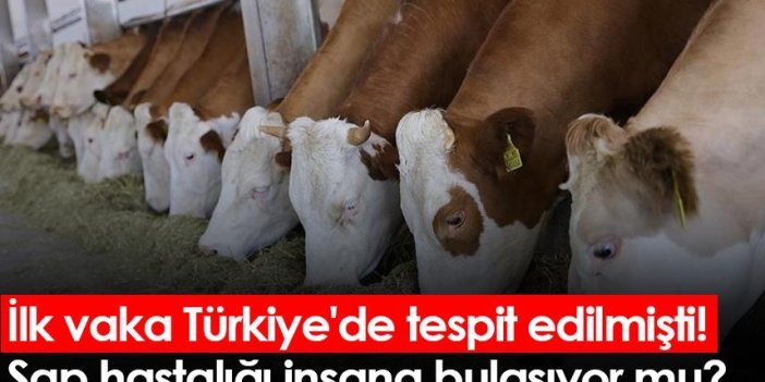 İlk vaka Türkiye'de tespit edilmişti! Şap hastalığı insana bulaşıyor mu?