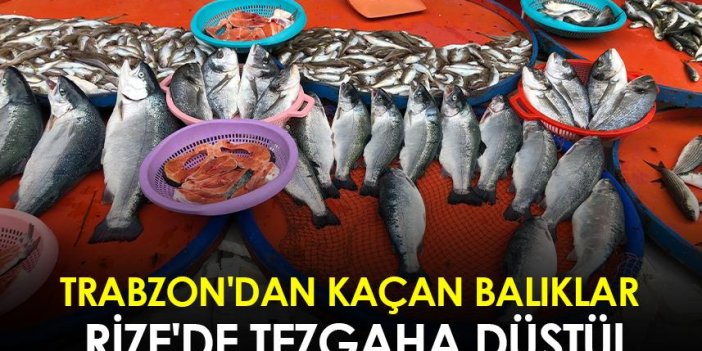 Trabzon'dan kaçan balıklar Rize'de tezgaha düştü!