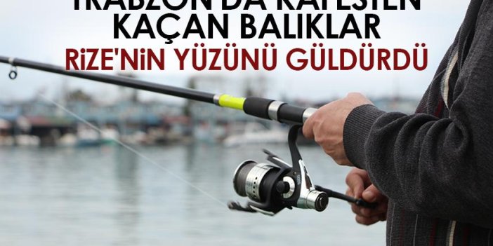 Trabzon'da kafesten kaçan balıklar Rize'nin yüzünü güldürdü