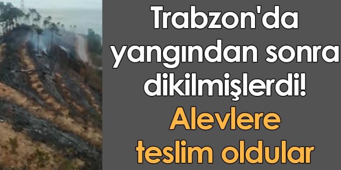Trabzon'da yangından sonra dikilmişlerdi! Alevlere teslim oldular