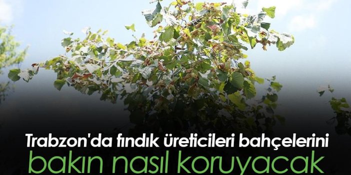 Trabzon'da fındık üreticileri bahçelerini böyle koruyacak