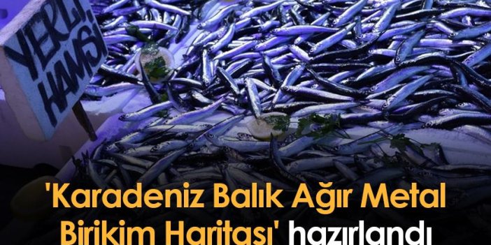 Giresun'da 'Karadeniz Balık Ağır Metal Birikim Haritası' hazırlandı