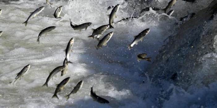 Bayburt'ta balıkçılara iç sularda avlanma yasağı uyarısı