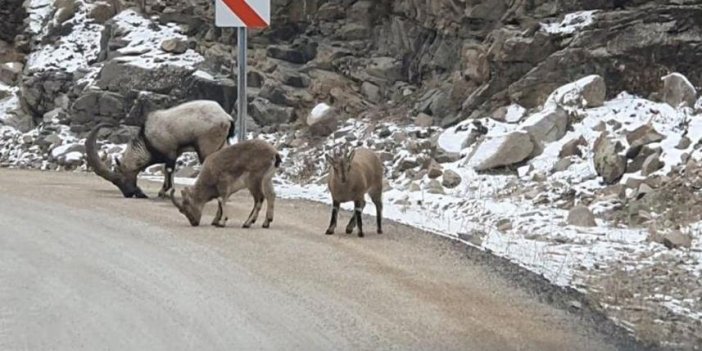 Giresun'da buzlanmaya karşı dökülen tuzlar dağ keçilerine yaradı