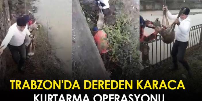 Trabzon'da dereden karaca kurtarma operasyonu